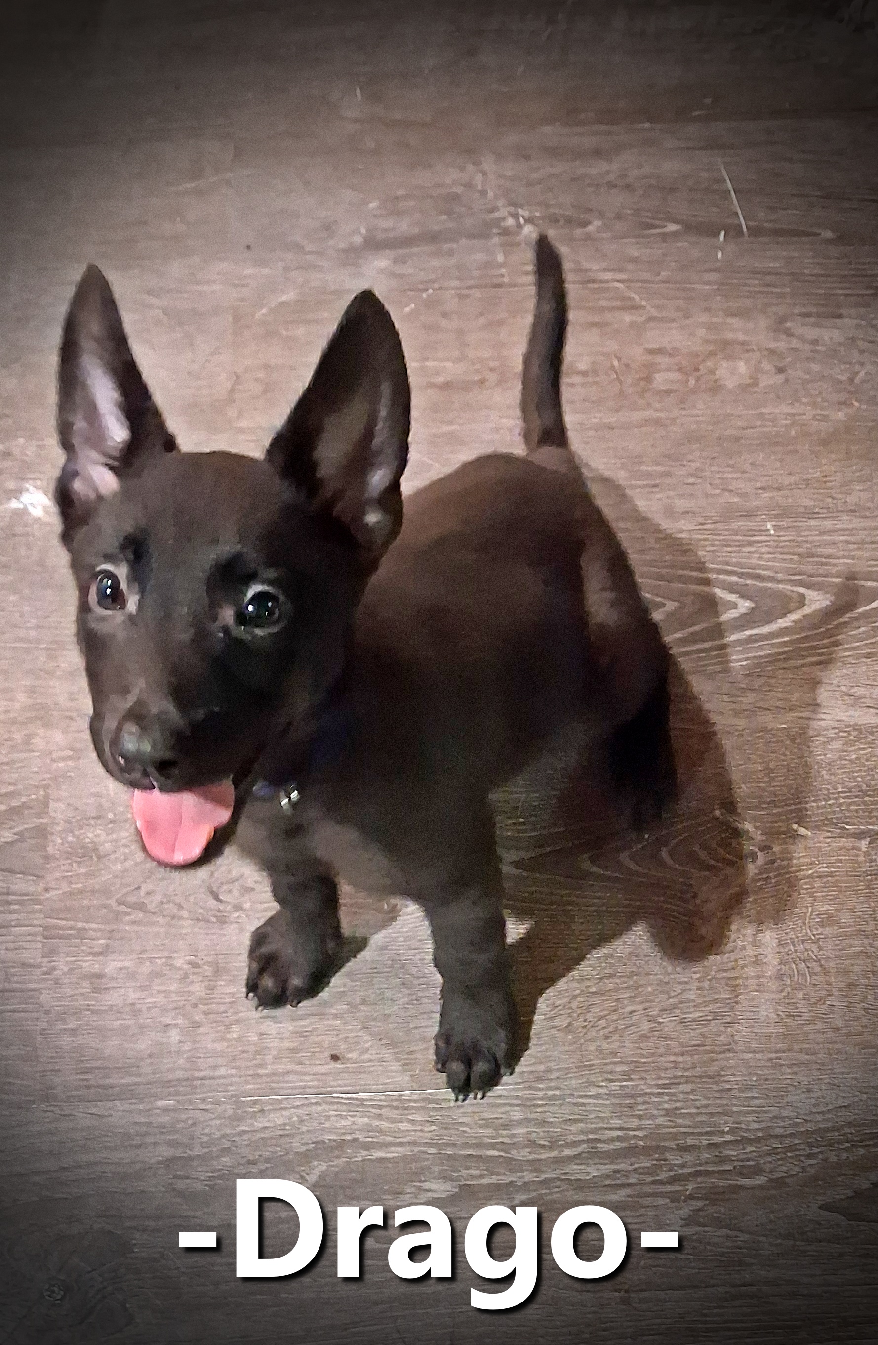 Drago